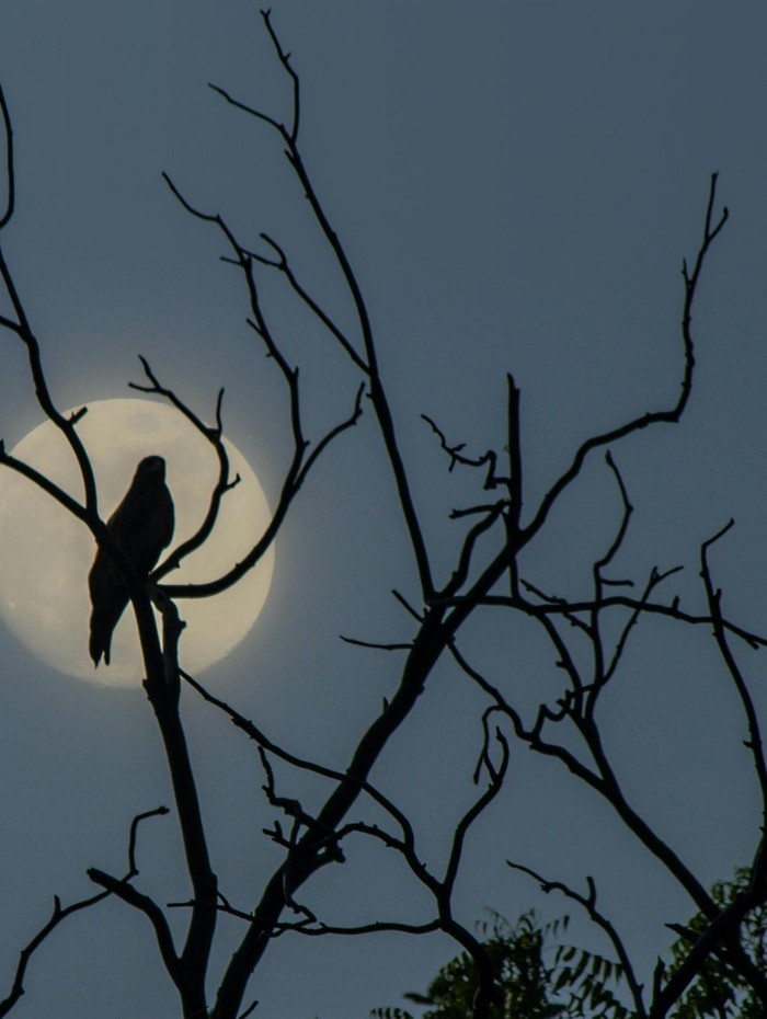 Ilustrasi Burung Ilustrasi burung di malam hari