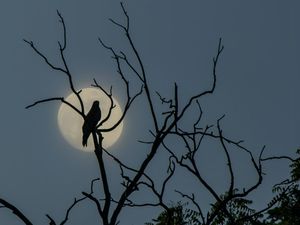 5 Mitos Mistis Burung Sirit Uncuing dalam Cerita Rakyat Sunda