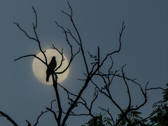 Ilustrasi burung di malam hari