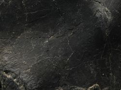 Penampakan Fosil Stegosaurus yang Laku Terjual Rp 720 Miliar