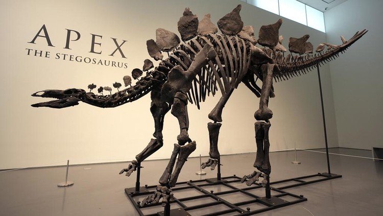 A stegosaurus skeleton is displayed at Sothebys New York in New York, Wednesday, July 10, 2024. (AP Photo/Pamela Smith)