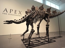 Video: Melihat Fosil Stegosaurus Apex di New York