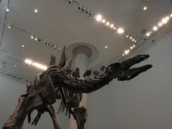 Penampakan Fosil Stegosaurus yang Laku Terjual Rp 720 Miliar