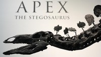 A stegosaurus skeleton is displayed at Sothebys New York in New York, Wednesday, July 10, 2024. (AP Photo/Pamela Smith)