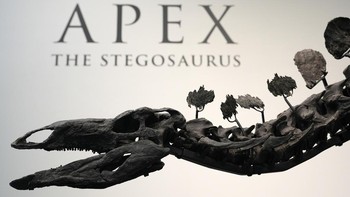 Identitas pembeli kerangka langka itu tidak diungkapkan kepada publik. Menurut keterangan Sothebys, kerangka Apex ditemukan pada tahun 2022 di dekat kota Dinosaur di Moffat County, Colorado, di tanah pribadi seorang paleontolog yang menemukannya sendiri.  