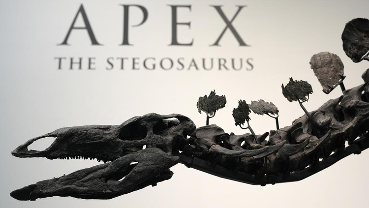 A stegosaurus skeleton is displayed at Sothebys New York in New York, Wednesday, July 10, 2024. (AP Photo/Pamela Smith)