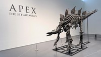 A Stegosaurus dinosaur fossil named Apex will be up for auction at Sothebys in Manhattan, New York City, U.S., July 10, 2024. REUTERS/Roselle Chen