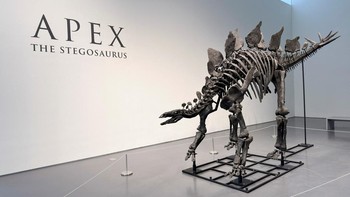 Rumah lelang Sothebys, yang menangani penjualan di New York, Amerika Serikat, menggambarkan fosil tersebut sebagai spesimen Stegosaurus terlengkap dan paling terawetkan dengan baik yang pernah ditemukan. Kerangka besar berukuran tinggi 3,3 meter dan panjang 6 meter itu dijuluki Apex. REUTERS/Roselle Chen