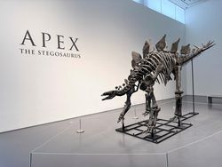 Penampakan Fosil Stegosaurus yang Laku Terjual Rp 720 Miliar