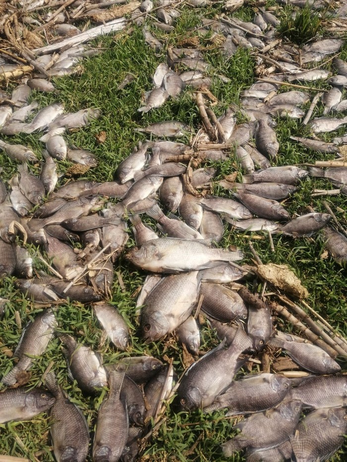 Dead fish lying on banks along Santiago river, in Juanacatlan, Jalisco, Mexico, July, 15, 2024. Jose Antonio Tapia Vazquez/via REUTERS  THIS IMAGE HAS BEEN SUPPLIED BY A THIRD PARTY. MANDATORY CREDIT. NO RESALES. NO ARCHIVES.