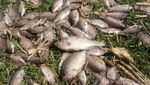 Ribuan Ikan Mati di Sungai Meksiko Terimbas Limbah Industri