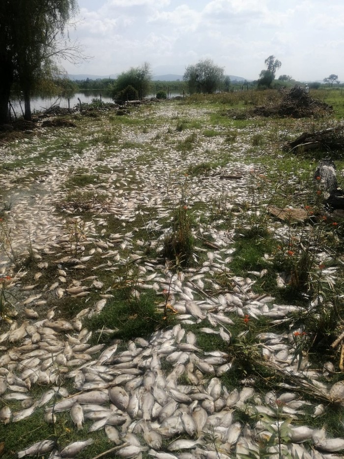 Dead fish lying on banks along Santiago river, in Juanacatlan, Jalisco, Mexico, July, 15, 2024. Jose Antonio Tapia Vazquez/via REUTERS  THIS IMAGE HAS BEEN SUPPLIED BY A THIRD PARTY. MANDATORY CREDIT. NO RESALES. NO ARCHIVES.