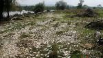 Ribuan Ikan Mati di Sungai Meksiko Terimbas Limbah Industri