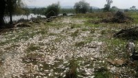 Ikan mati tergeletak di tepi sungai Santiago, di Juanacatlan, Jalisco, Meksiko, 15 Juli 2024. Pihak berwajib menduga ikan-ikan itu mati akibat tercemar bahan kimia dari industri manufaktur, otomotif, dan makanan di Jalisco.