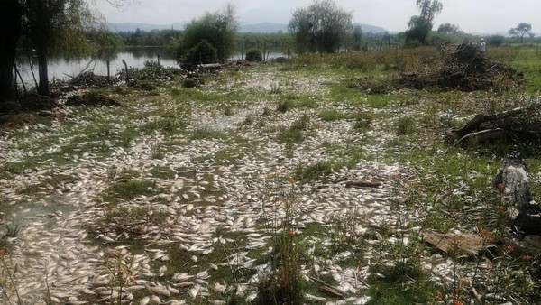 Ribuan Ikan Mati di Sungai Meksiko Terimbas Limbah Industri