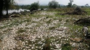 Ribuan Ikan Mati di Sungai Meksiko Terimbas Limbah Industri
