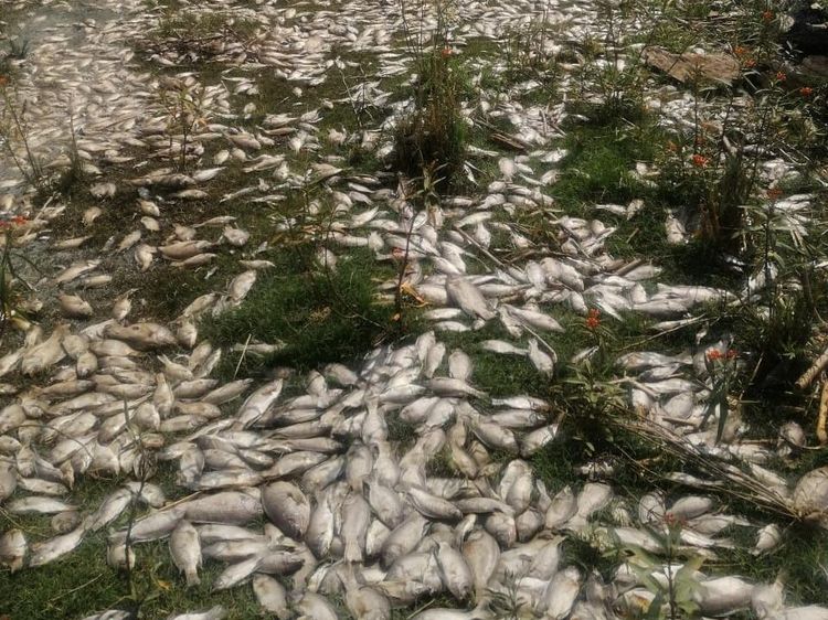 Ribuan Ikan Mati di Sungai Meksiko Terimbas Limbah Industri