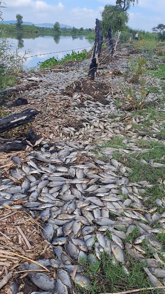 Ribuan Ikan Mati di Sungai Meksiko Terimbas Limbah Industri Dead fish lying on banks along Santiago river, in Juanacatlan, Jalisco, Mexico, July, 15, 2024. Jose Antonio Tapia Vazquez/via REUTERS THIS IMAGE HAS BEEN SUPPLIED BY A THIRD PARTY. MANDATORY CREDIT. NO RESALES. NO ARCHIVES.