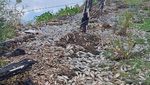 Ribuan Ikan Mati di Sungai Meksiko Terimbas Limbah Industri