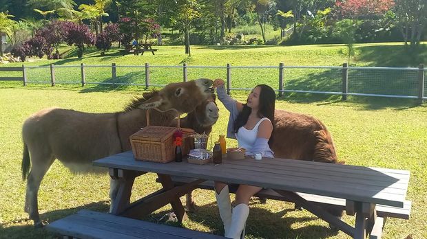 Serunya berwisata di Bali Farm House, bisa menunggangi kuda poni hingga piknik ditemani keledai, Serunya berwisata di Bali Farm House, bisa menunggangi kuda poni hingga piknik ditemani keledai,