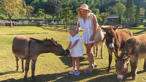 Serunya berwisata di Bali Farm House, bisa menunggangi kuda poni hingga piknik ditemani keledai,