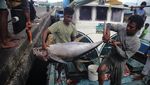 Cuaca Buruk, Tangkapan Ikan Tuna Kualitas Ekspor Merosot