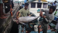 Menurut nelayan, hasil tangkapan ikan tuna kualitas ekspor tersebut menurun dari biasanya yang semula dapat menangkap rata-rata 50 ekor menjadi 15 ekor per hari akibat cuaca buruk dan gelombang tinggi di perairan Ternate sejak sepekan terakhir.  