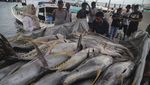 Cuaca Buruk, Tangkapan Ikan Tuna Kualitas Ekspor Merosot