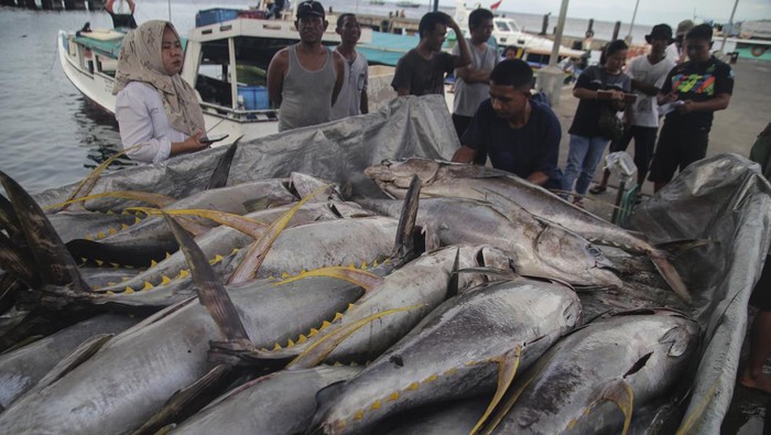 Pekerja memindahkan ikan tuna hasil tangkapan nelayan dari kapal di Pelabuhan Perikanan Ternate, Maluku Utara, Kamis (18/7/2024). Menurut nelayan, hasil tangkapan ikan tuna kualitas ekspor tersebut menurun dari biasanya yang semula dapat menangkap rata-rata 50 ekor menjadi 15 ekor per hari akibat cuaca buruk dan gelombang tinggi di perairan Ternate sejak sepekan terakhir. ANTARA FOTO/Andri Saputra/nym.