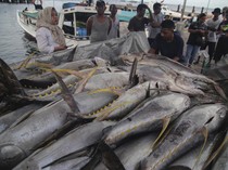 Budi Daya Tuna Disebut Beri Dampak Positif buat Perekonomian Indonesia