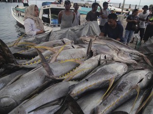 Laut RI Luas tapi Masih Impor Ikan dari China-Rusia, Segini Nilainya