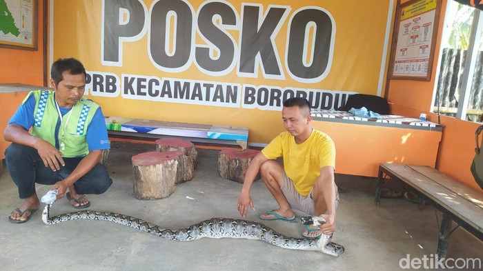 Ular piton jantan berhasil dievakuasi usai memangsa seekor kucing di Kecamatan Borobudur, Magelang, Jumat (19/7/2024).