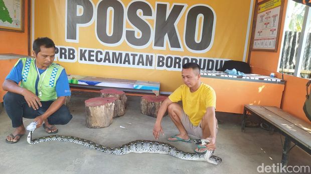 Ular piton jantan berhasil dievakuasi usai memangsa seekor kucing di Kecamatan Borobudur, Magelang, Jumat (19/7/2024).