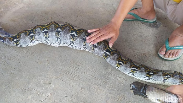 Ular piton jantan berhasil dievakuasi usai memangsa seekor kucing di Kecamatan Borobudur, Magelang, Jumat (19/7/2024).