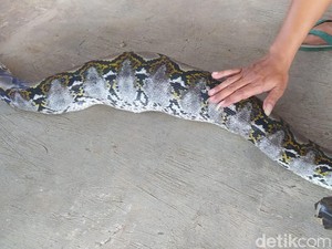 Detik-detik Ular Piton 3 Meter Lahap Kucing Warga di Borobudur Magelang