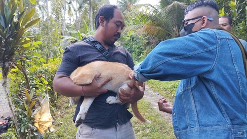 Petugas saat melakukan vaksinasi terhadap hewan penular rabies di Desa Batuagung, Jembrana, Bali, Jumat (19/7/2024).