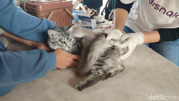 Vaksinasi kucing di Dinas Peternakan dan Perikanan Ciamis beberapa waktu lalu.