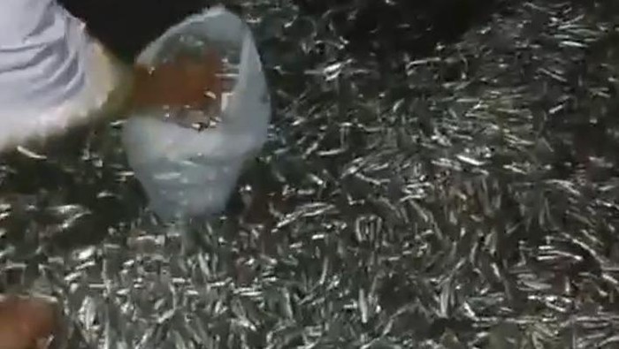 Viral gerombolan ikan teri muncul di pesisir Pantai Tolinggula, Gorontalo Utara.