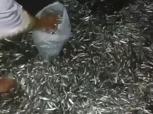 Heboh Gerombolan Ikan Teri Muncul di Pantai Tolinggula Gorontalo Utara