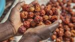 Zimbabwe Alami Krisis Pangan Imbas Kekeringan