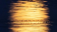 Refleksi bulan purnama terlihat di danau dekat Marksewo, Polandia, 19 Juli 2024.