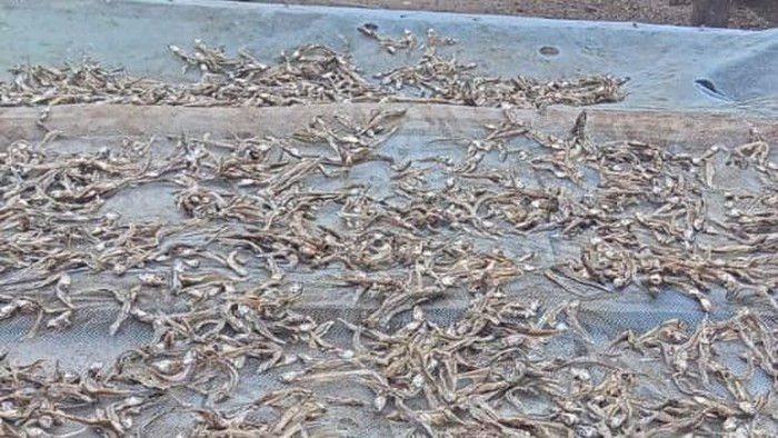 Warga di Kabupaten Gorontalo Utara, Provinsi Gorontalo, berlomba menangkap ikan teri yang muncul bergerombolan di Pantai Tolinggula.