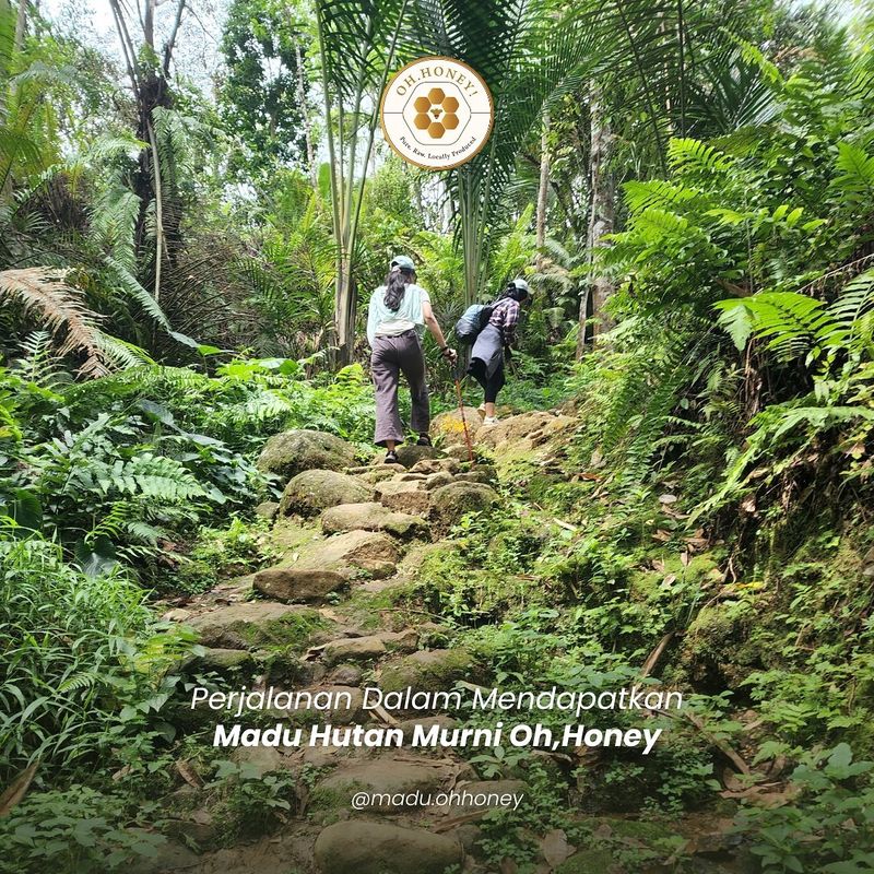 Kisah Mantan Atlet Badminton Menelusuri Hutan Baduy Demi Cari Madu Asli