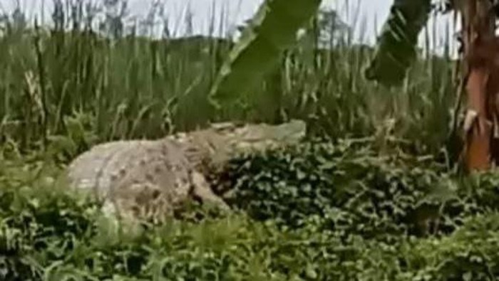 Lokasi buaya sering memunculkan diri di Sungai Kedungpeluk, Sidoarjo.