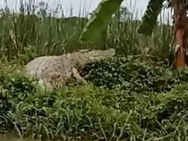 Penampakan Buaya Jumbo Bikin Heboh Warga Kedungpeluk Sidoarjo