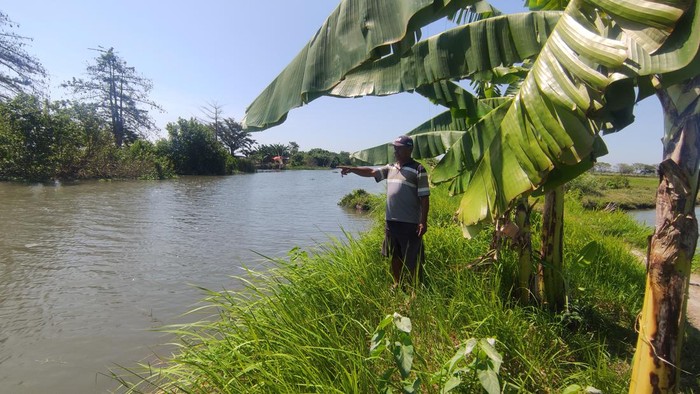 Lokasi buaya sering memunculkan diri di Sungai Kedungpeluk, Sidoarjo.