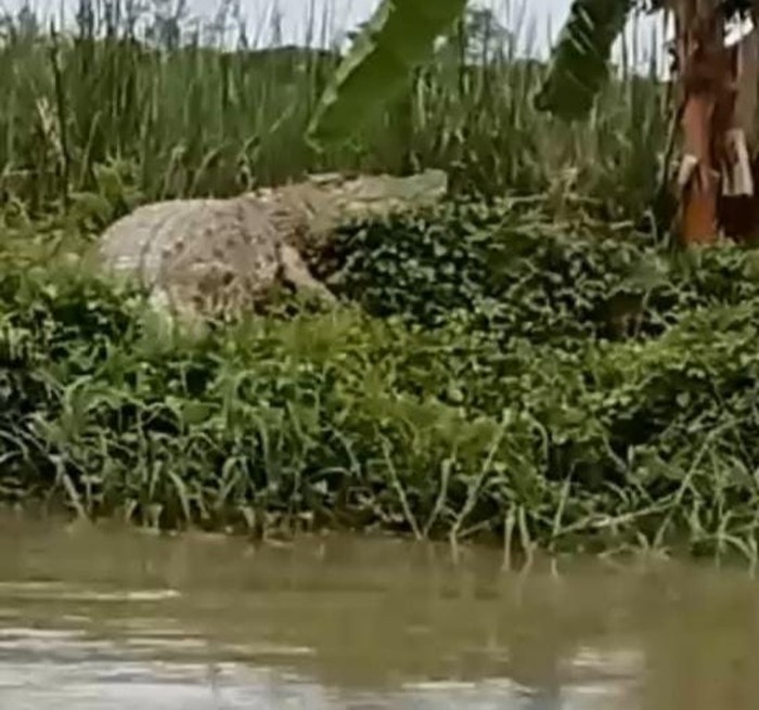 Lokasi buaya sering memunculkan diri di Sungai Kedungpeluk, Sidoarjo.