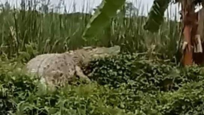 Lokasi buaya sering memunculkan diri di Sungai Kedungpeluk, Sidoarjo.