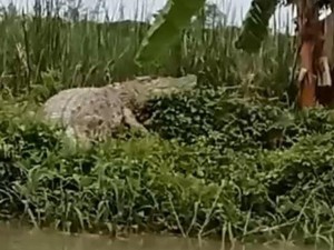 Nyali Besar Anak-anak Renang di Sungai Kedungpeluk Meski Buaya Kerap Muncul