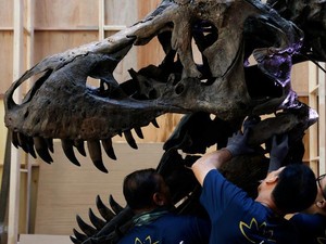 Minat Investasi Fosil Dinosaurus? Baca Ini Dulu!